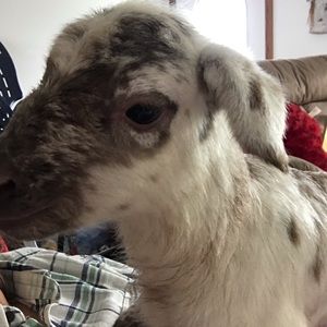 Meet your Posher, Desiree